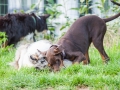 Hundefreunde_Marburg_Hunde_Spaziergang_Treffen_Dobermann_Collie_Windhund_Mischling_Leonberger_Border_Collie_Maggy_Gaia_Spencer_Alice_Mascha_Arya (133).jpg