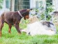 Hundefreunde_Marburg_Hunde_Spaziergang_Treffen_Dobermann_Collie_Windhund_Mischling_Leonberger_Border_Collie_Maggy_Gaia_Spencer_Alice_Mascha_Arya (135).jpg