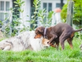 Hundefreunde_Marburg_Hunde_Spaziergang_Treffen_Dobermann_Collie_Windhund_Mischling_Leonberger_Border_Collie_Maggy_Gaia_Spencer_Alice_Mascha_Arya (137).jpg