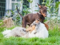 Hundefreunde_Marburg_Hunde_Spaziergang_Treffen_Dobermann_Collie_Windhund_Mischling_Leonberger_Border_Collie_Maggy_Gaia_Spencer_Alice_Mascha_Arya (140).jpg