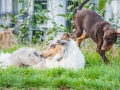 Hundefreunde_Marburg_Hunde_Spaziergang_Treffen_Dobermann_Collie_Windhund_Mischling_Leonberger_Border_Collie_Maggy_Gaia_Spencer_Alice_Mascha_Arya (141).jpg