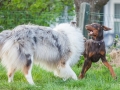 Hundefreunde_Marburg_Hunde_Spaziergang_Treffen_Dobermann_Collie_Windhund_Mischling_Leonberger_Border_Collie_Maggy_Gaia_Spencer_Alice_Mascha_Arya (144).jpg