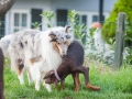 Hundefreunde_Marburg_Hunde_Spaziergang_Treffen_Dobermann_Collie_Windhund_Mischling_Leonberger_Border_Collie_Maggy_Gaia_Spencer_Alice_Mascha_Arya (146).jpg