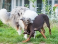 Hundefreunde_Marburg_Hunde_Spaziergang_Treffen_Dobermann_Collie_Windhund_Mischling_Leonberger_Border_Collie_Maggy_Gaia_Spencer_Alice_Mascha_Arya (147).jpg