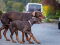 Hundefreunde_Marburg_Hunde_Spaziergang_Treffen_Dobermann_Collie_Windhund_Mischling_Leonberger_Border_Collie_Maggy_Gaia_Spencer_Alice_Mascha_Arya (148).jpg