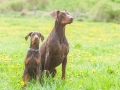 Hundefreunde_Marburg_Hunde_Spaziergang_Treffen_Dobermann_Collie_Windhund_Mischling_Leonberger_Border_Collie_Maggy_Gaia_Spencer_Alice_Mascha_Arya (15).jpg