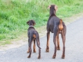 Hundefreunde_Marburg_Hunde_Spaziergang_Treffen_Dobermann_Collie_Windhund_Mischling_Leonberger_Border_Collie_Maggy_Gaia_Spencer_Alice_Mascha_Arya (152).jpg