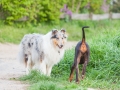 Hundefreunde_Marburg_Hunde_Spaziergang_Treffen_Dobermann_Collie_Windhund_Mischling_Leonberger_Border_Collie_Maggy_Gaia_Spencer_Alice_Mascha_Arya (156).jpg