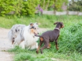 Hundefreunde_Marburg_Hunde_Spaziergang_Treffen_Dobermann_Collie_Windhund_Mischling_Leonberger_Border_Collie_Maggy_Gaia_Spencer_Alice_Mascha_Arya (157).jpg