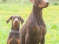 Hundefreunde_Marburg_Hunde_Spaziergang_Treffen_Dobermann_Collie_Windhund_Mischling_Leonberger_Border_Collie_Maggy_Gaia_Spencer_Alice_Mascha_Arya (16).jpg