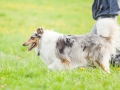 Hundefreunde_Marburg_Hunde_Spaziergang_Treffen_Dobermann_Collie_Windhund_Mischling_Leonberger_Border_Collie_Maggy_Gaia_Spencer_Alice_Mascha_Arya (20).jpg