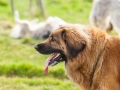 Hundefreunde_Marburg_Hunde_Spaziergang_Treffen_Dobermann_Collie_Windhund_Mischling_Leonberger_Border_Collie_Maggy_Gaia_Spencer_Alice_Mascha_Arya (22).jpg