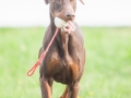 Hundefreunde_Marburg_Hunde_Spaziergang_Treffen_Dobermann_Collie_Windhund_Mischling_Leonberger_Border_Collie_Maggy_Gaia_Spencer_Alice_Mascha_Arya (25).jpg