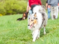 Hundefreunde_Marburg_Hunde_Spaziergang_Treffen_Dobermann_Collie_Windhund_Mischling_Leonberger_Border_Collie_Maggy_Gaia_Spencer_Alice_Mascha_Arya (28).jpg