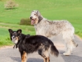 Hundefreunde_Marburg_Hunde_Spaziergang_Treffen_Dobermann_Collie_Windhund_Mischling_Leonberger_Border_Collie_Maggy_Gaia_Spencer_Alice_Mascha_Arya (30).jpg