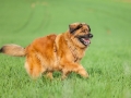 Hundefreunde_Marburg_Hunde_Spaziergang_Treffen_Dobermann_Collie_Windhund_Mischling_Leonberger_Border_Collie_Maggy_Gaia_Spencer_Alice_Mascha_Arya (34).jpg