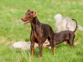 Hundefreunde_Marburg_Hunde_Spaziergang_Treffen_Dobermann_Collie_Windhund_Mischling_Leonberger_Border_Collie_Maggy_Gaia_Spencer_Alice_Mascha_Arya (38).jpg