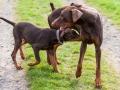 Hundefreunde_Marburg_Hunde_Spaziergang_Treffen_Dobermann_Collie_Windhund_Mischling_Leonberger_Border_Collie_Maggy_Gaia_Spencer_Alice_Mascha_Arya (49).jpg