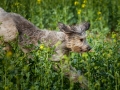 Hundefreunde_Marburg_Hunde_Spaziergang_Treffen_Dobermann_Collie_Windhund_Mischling_Leonberger_Border_Collie_Maggy_Gaia_Spencer_Alice_Mascha_Arya (51).jpg