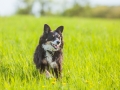 Hundefreunde_Marburg_Hunde_Spaziergang_Treffen_Dobermann_Collie_Windhund_Mischling_Leonberger_Border_Collie_Maggy_Gaia_Spencer_Alice_Mascha_Arya (57).jpg