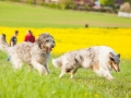 Hundefreunde_Marburg_Hunde_Spaziergang_Treffen_Dobermann_Collie_Windhund_Mischling_Leonberger_Border_Collie_Maggy_Gaia_Spencer_Alice_Mascha_Arya (59).jpg