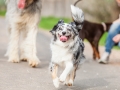 Hundefreunde_Marburg_Hunde_Spaziergang_Treffen_Dobermann_Collie_Windhund_Mischling_Leonberger_Border_Collie_Maggy_Gaia_Spencer_Alice_Mascha_Arya (6).jpg