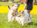 Hundefreunde_Marburg_Hunde_Spaziergang_Treffen_Dobermann_Collie_Windhund_Mischling_Leonberger_Border_Collie_Maggy_Gaia_Spencer_Alice_Mascha_Arya (62).jpg