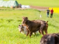 Hundefreunde_Marburg_Hunde_Spaziergang_Treffen_Dobermann_Collie_Windhund_Mischling_Leonberger_Border_Collie_Maggy_Gaia_Spencer_Alice_Mascha_Arya (64).jpg