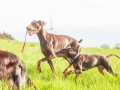 Hundefreunde_Marburg_Hunde_Spaziergang_Treffen_Dobermann_Collie_Windhund_Mischling_Leonberger_Border_Collie_Maggy_Gaia_Spencer_Alice_Mascha_Arya (68).jpg