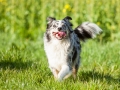 Hundefreunde_Marburg_Hunde_Spaziergang_Treffen_Dobermann_Collie_Windhund_Mischling_Leonberger_Border_Collie_Maggy_Gaia_Spencer_Alice_Mascha_Arya (77).jpg