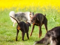 Hundefreunde_Marburg_Hunde_Spaziergang_Treffen_Dobermann_Collie_Windhund_Mischling_Leonberger_Border_Collie_Maggy_Gaia_Spencer_Alice_Mascha_Arya (78).jpg