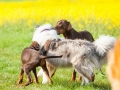 Hundefreunde_Marburg_Hunde_Spaziergang_Treffen_Dobermann_Collie_Windhund_Mischling_Leonberger_Border_Collie_Maggy_Gaia_Spencer_Alice_Mascha_Arya (80).jpg