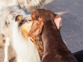 Hundefreunde_Marburg_Hunde_Spaziergang_Treffen_Dobermann_Collie_Windhund_Mischling_Leonberger_Border_Collie_Maggy_Gaia_Spencer_Alice_Mascha_Arya (82).jpg