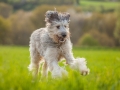 Hundefreunde_Marburg_Hunde_Spaziergang_Treffen_Dobermann_Collie_Windhund_Mischling_Leonberger_Border_Collie_Maggy_Gaia_Spencer_Alice_Mascha_Arya (89).jpg