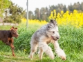 Hundefreunde_Marburg_Hunde_Spaziergang_Treffen_Dobermann_Collie_Windhund_Mischling_Leonberger_Border_Collie_Maggy_Gaia_Spencer_Alice_Mascha_Arya (93).jpg