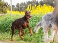 Hundefreunde_Marburg_Hunde_Spaziergang_Treffen_Dobermann_Collie_Windhund_Mischling_Leonberger_Border_Collie_Maggy_Gaia_Spencer_Alice_Mascha_Arya (94).jpg