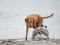 Hundemaechen_Gaia_Langhaarcollie_Rough_Collie_Eckernfoerde_Hundestrand_Ostsee_Schleswig-Holstein_Strand_Sand_Meer (1)