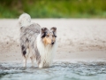 Hundemaechen_Gaia_Langhaarcollie_Rough_Collie_Eckernfoerde_Hundestrand_Ostsee_Schleswig-Holstein_Strand_Sand_Meer (103)