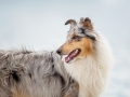 Hundemaechen_Gaia_Langhaarcollie_Rough_Collie_Eckernfoerde_Hundestrand_Ostsee_Schleswig-Holstein_Strand_Sand_Meer (13)