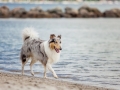 Hundemaechen_Gaia_Langhaarcollie_Rough_Collie_Eckernfoerde_Hundestrand_Ostsee_Schleswig-Holstein_Strand_Sand_Meer (15)