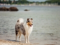 Hundemaechen_Gaia_Langhaarcollie_Rough_Collie_Eckernfoerde_Hundestrand_Ostsee_Schleswig-Holstein_Strand_Sand_Meer (17)