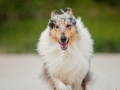 Hundemaechen_Gaia_Langhaarcollie_Rough_Collie_Eckernfoerde_Hundestrand_Ostsee_Schleswig-Holstein_Strand_Sand_Meer (21)