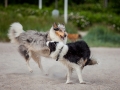 Hundemaechen_Gaia_Langhaarcollie_Rough_Collie_Eckernfoerde_Hundestrand_Ostsee_Schleswig-Holstein_Strand_Sand_Meer (26)