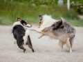 Hundemaechen_Gaia_Langhaarcollie_Rough_Collie_Eckernfoerde_Hundestrand_Ostsee_Schleswig-Holstein_Strand_Sand_Meer (28)