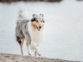 Hundemaechen_Gaia_Langhaarcollie_Rough_Collie_Eckernfoerde_Hundestrand_Ostsee_Schleswig-Holstein_Strand_Sand_Meer (3)