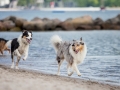 Hundemaechen_Gaia_Langhaarcollie_Rough_Collie_Eckernfoerde_Hundestrand_Ostsee_Schleswig-Holstein_Strand_Sand_Meer (30)