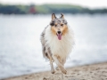 Hundemaechen_Gaia_Langhaarcollie_Rough_Collie_Eckernfoerde_Hundestrand_Ostsee_Schleswig-Holstein_Strand_Sand_Meer (34)