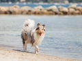 Hundemaechen_Gaia_Langhaarcollie_Rough_Collie_Eckernfoerde_Hundestrand_Ostsee_Schleswig-Holstein_Strand_Sand_Meer (38)