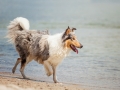 Hundemaechen_Gaia_Langhaarcollie_Rough_Collie_Eckernfoerde_Hundestrand_Ostsee_Schleswig-Holstein_Strand_Sand_Meer (40)