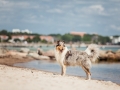 Hundemaechen_Gaia_Langhaarcollie_Rough_Collie_Eckernfoerde_Hundestrand_Ostsee_Schleswig-Holstein_Strand_Sand_Meer (42)